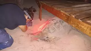 En Campeche, 366 tortugas de carey han llegado a anidar    