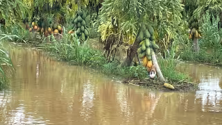 Presupuesto 2026 excluye seguro agrícola en Campeche
