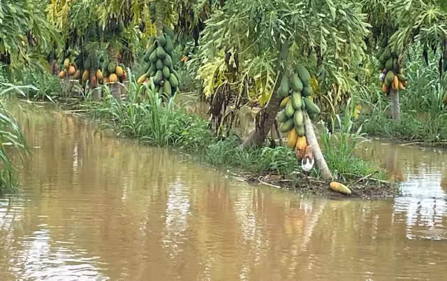 Productores maiceros exigen apoyos ante riesgos climáticos