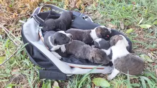 Al menos siete lomitos bebés fueron localizados en un parque del oriente de Mérida