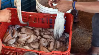 Alertan por contaminación en pulpo de Campeche por metales pesados