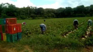 La falta de capital, apoyos gubernamentales, fraudes y cambio climático, impide que los morelenses trabajen sus parcelas, aparte de semillas requieren fertilizantes.