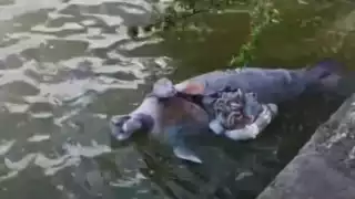 Encuentran otro manatí muerto en la bahía de Corozal