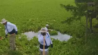 Sabana de Chetumal está en riesgo por el mal tratamiento de las aguas residuales