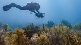 Los arrecifes ocupan menos del uno por ciento de los océanos, pero son primordiales para varias especies