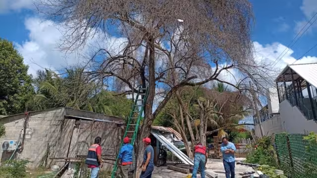 Recibieron un reporte de vecinos indicando que el árbol estaba a punto de caer
