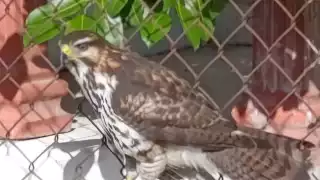 Protección Civil busca águila pescadora lesionada en zona costera de Champotón