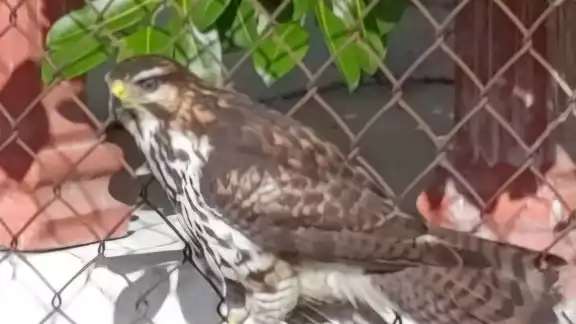 Presencia de águila pescadora en colonia porteña genera alerta ambiental