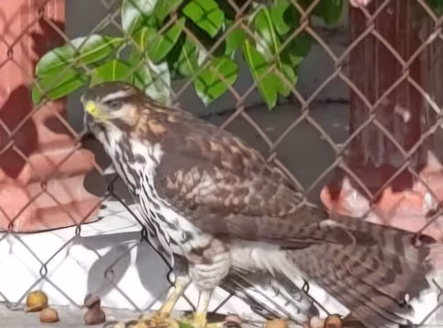 Presencia de águila pescadora en colonia porteña genera alerta ambiental