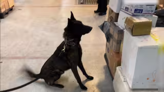 “Néstor" ayuda a decomisar fentanilo oculto como cosméticos en el AICM, enviado desde Hong Kong