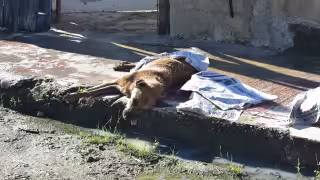 Maltrato animal: 40% de denuncias no se ratifican ante Fiscalía