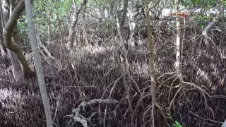Invertirán 34.8 millones de pesos para restaurar manglares de la Península de Atasta en Campeche