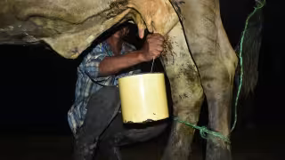 Productores de leche, arroz y carne reciben apoyos millonarios en Campeche