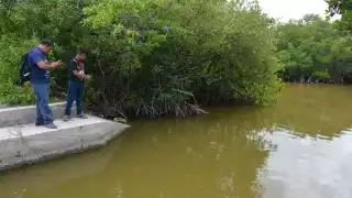  La Secretaría de Desarrollo Sustentable presentó quejas federales y locales contra la destrucción del manglar