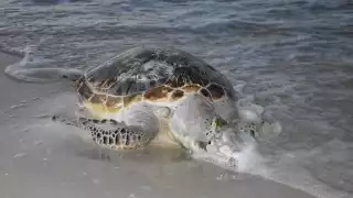Hombres de mar indican que incrementará el número de tortugas y delfines atrapados en redes de pesca