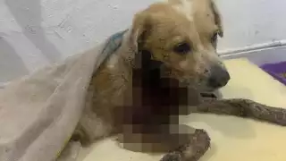Un perro de nombre El Güero fue atacado con machete en el malecón tradicional de Progreso