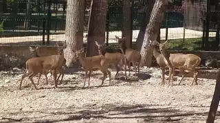 Las crías nacen entre junio y julio, cuando comienza la temporada de lluvias