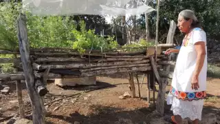 El ka’anche’, una técnica maya de cultivo elevado ideal para espacios reducidos.