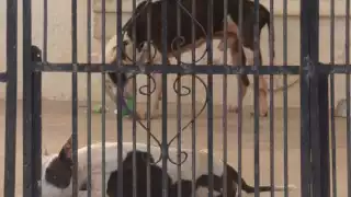 En la dependencia fueron sacrificadas varias mascotas, entre perros y gatos, por un brote de moquillo