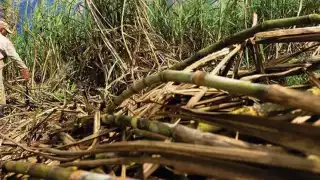 Familias de productores temen por futuras represalias en su economía