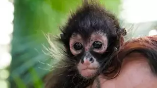 Reportan inusual presencia de un mono araña en Chichimilá