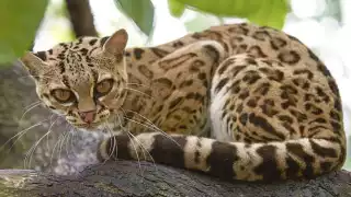 Las construcciones de infraestructuras han afectado a la fauna