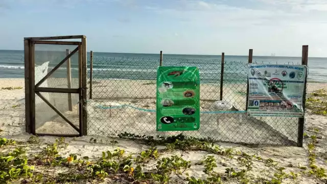 El corral donde tienen los huevos está en Playa Norte