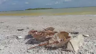 Hallan a más de 100 cacerolitas de mar muertas cerca de la costa de Río Lagartos