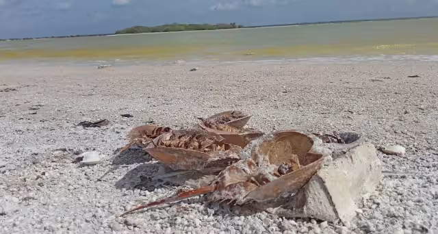 Los organismos recolectados ya están siendo analizados en laboratorio