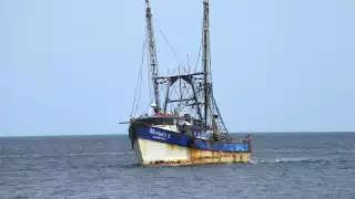 Industria camaronera de Campeche, también varada por los frentes fríos; no han laborado ni un solo día del 2025 