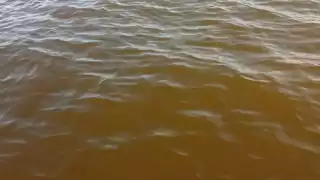 Pescadores captan  presunta marea roja en la costa de Yucatán; temen que afecte a la temporada de langosta