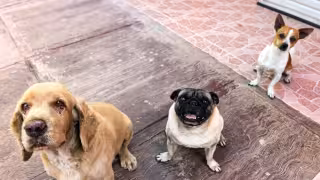 Asociación en Valladolid lanza credenciales gratuitas para identificar mascotas