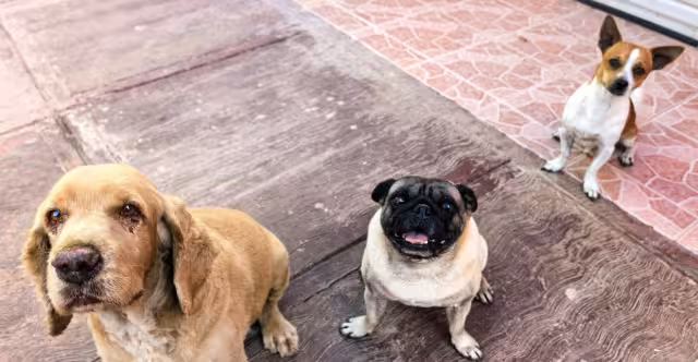 Impulsan en Valladolid la tenencia responsable con credenciales gratuitas para mascotas