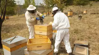Apicultores explican que cambios en la floración afectan producción y hacen mezcla con fructosa