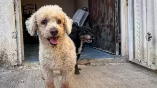 La pirotecnia causa estrés extremo, ansiedad y traumas duraderos en las mascotas