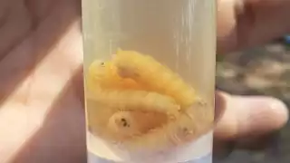 Detectan en Estados Unidos el primer caso humano de gusano barrenador del Nuevo Mundo