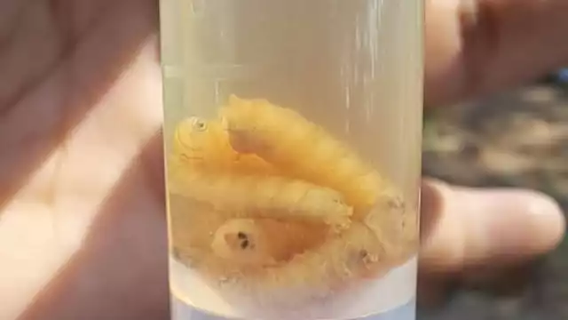 El afectado había regresado recientemente de un viaje a El Salvador, país donde se han reportado brotes recientes