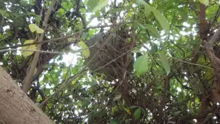 Personal de Protección Civil retira enjambre de abejas en parque infantil  Ciudad del Carmen