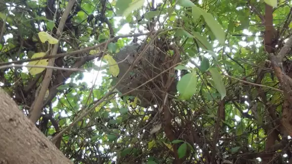 Retiran enjambre de abejas de parque infantil.