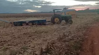 Caída en el precio del maíz  afecta a productores de Hopelchén