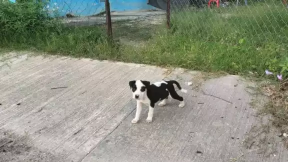 Aseguran que los ladrones venderán al perrito