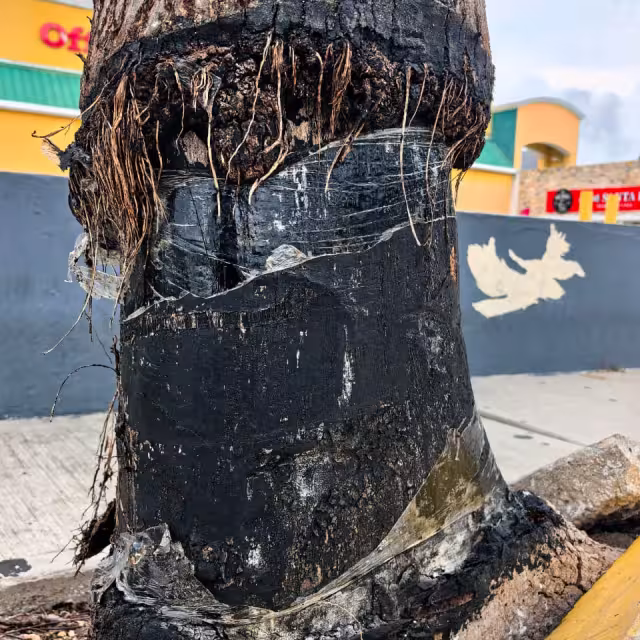 Un árbol que levanta banquetas, pero también protege la naturaleza