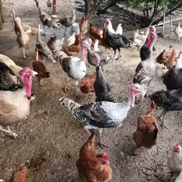 En algunos hogares la gente cría sus aves para consumo propio