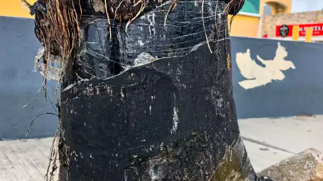 Un árbol que levanta banquetas, pero también protege la naturaleza