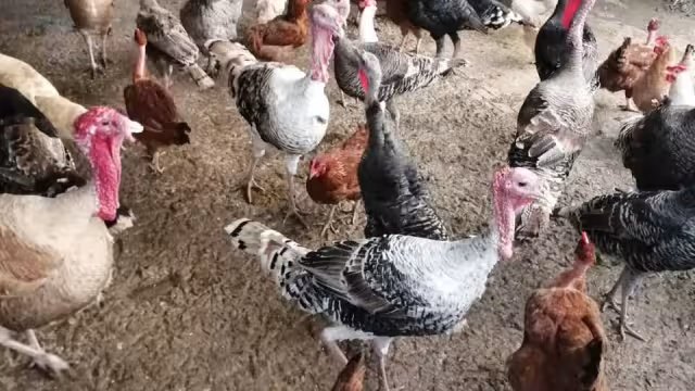En algunos hogares la gente cría sus aves para consumo propio