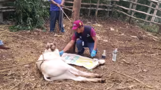 Gusano barrenador sigue presente en Yucatán; atienden nuevo caso en becerro de Tahdziú