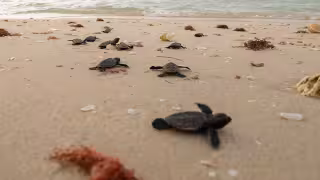 Prevén la liberación de más de 90 mil tortugas en la costa de Yucatán