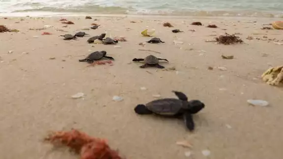 Habrá una liberación masiva de tortugas en Yucatán
