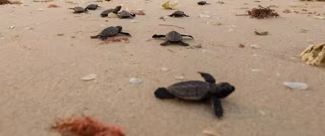 Habrá una liberación masiva de tortugas en Yucatán