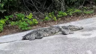 Rescatan a cocodrilo americano y un pecarí en Cozumel